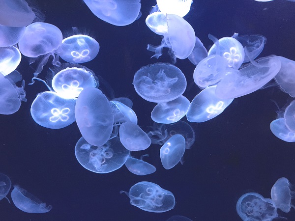 Jellyfish